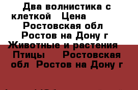  Два волнистика с клеткой › Цена ­ 1 300 - Ростовская обл., Ростов-на-Дону г. Животные и растения » Птицы   . Ростовская обл.,Ростов-на-Дону г.